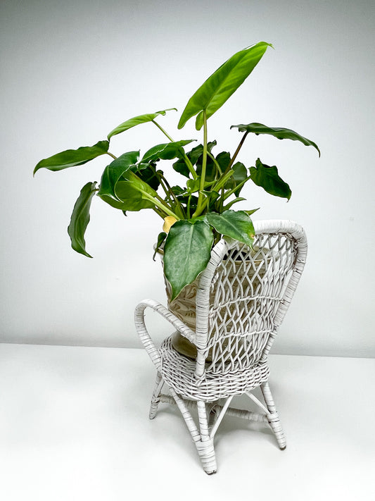Vintage White Wicker Chair Planter | Vintage Wicker Planter | Indoor Plant Holder